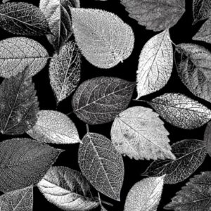 Black Leaves